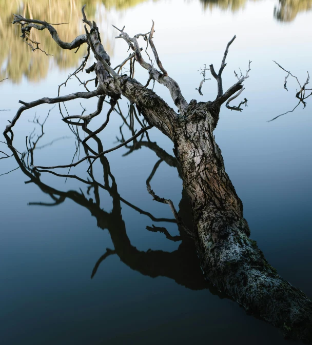 a tree is laying in water with dead nches