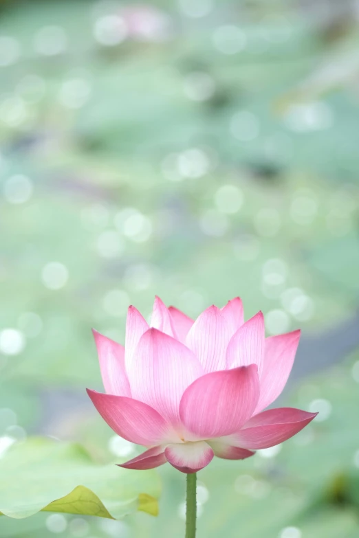 a pink lotus flower on a pond in the sunshine