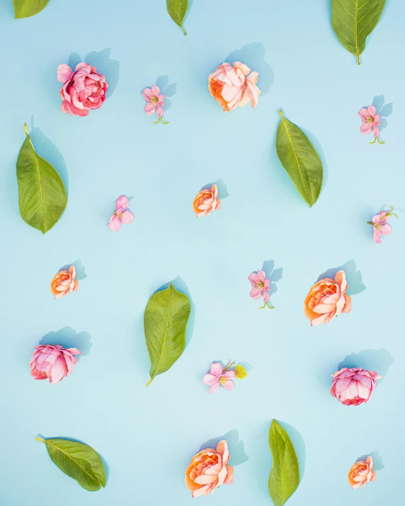 flowers on a light blue background with small leaves