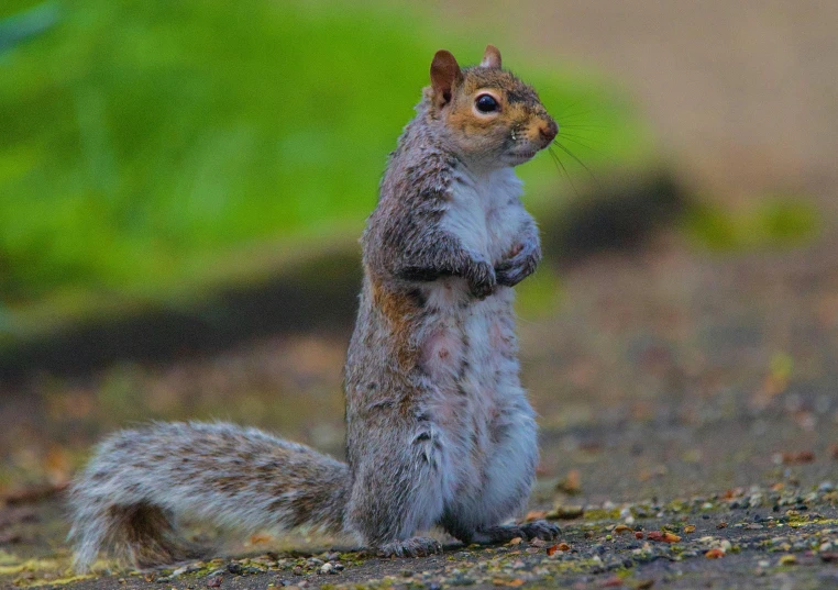 a gray squirrel standing upright in a dirt field