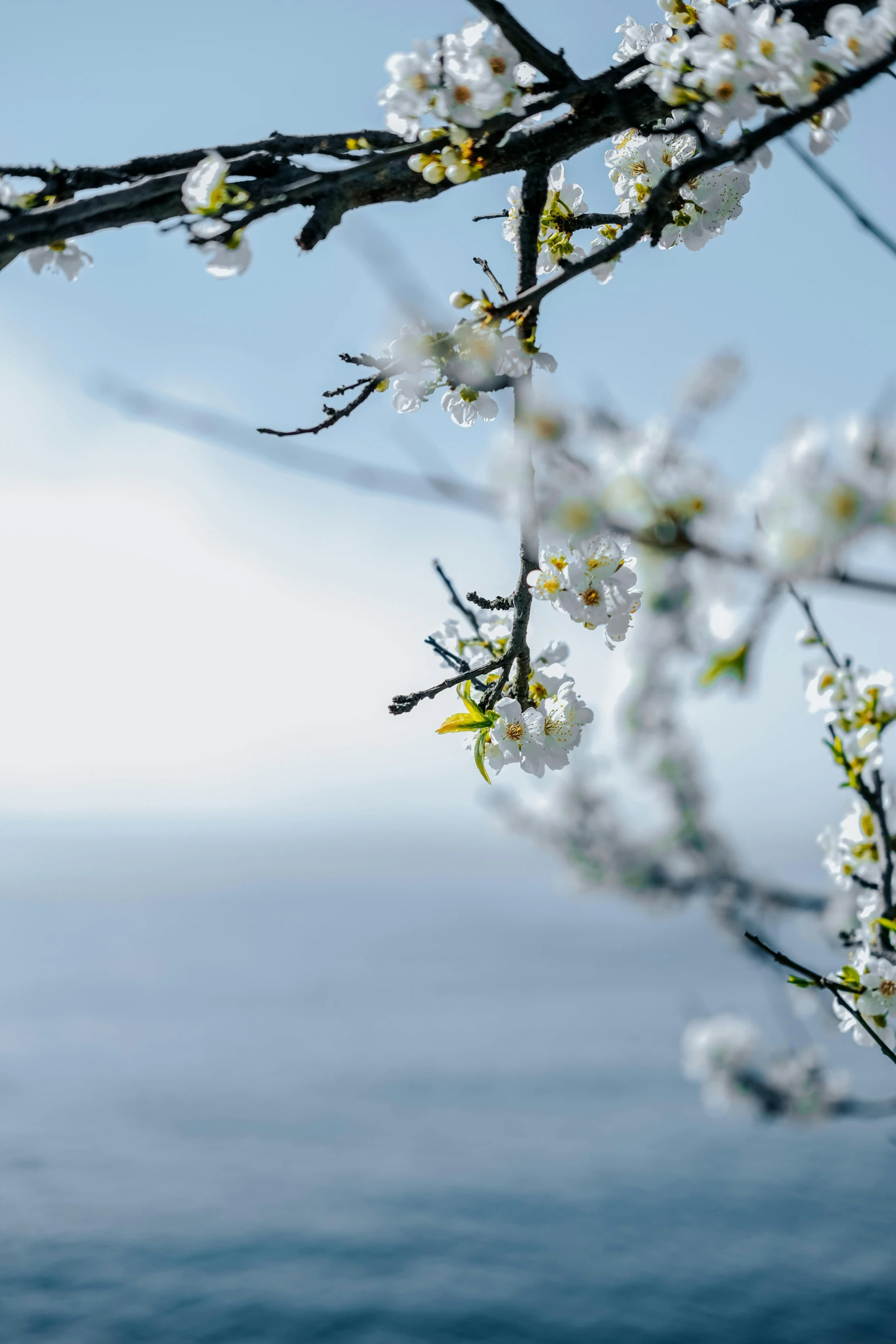 a nch with small white flowers against a blue background