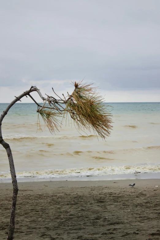 a tree on a beach blowing in the wind