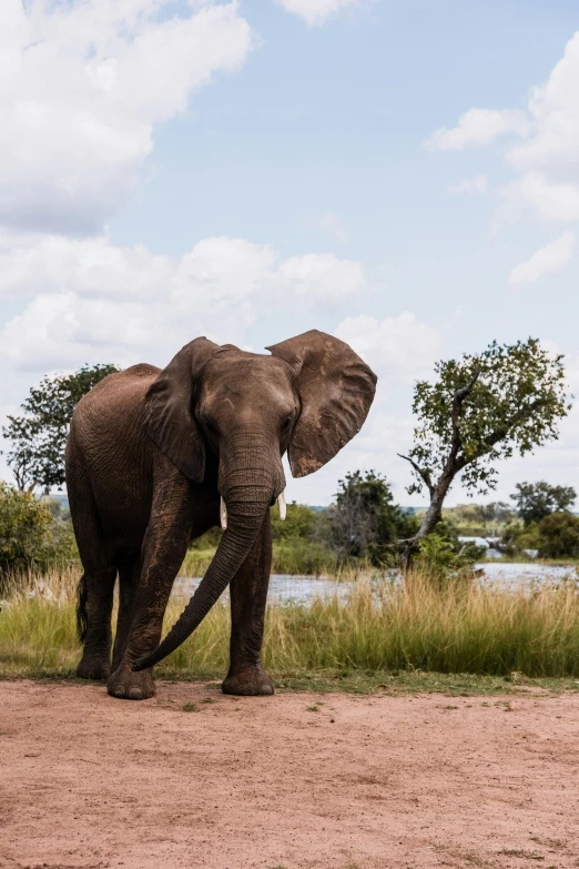 an elephant is standing in the dirt near some bushes