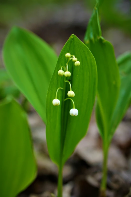 a group of small flowers on top of green leaves