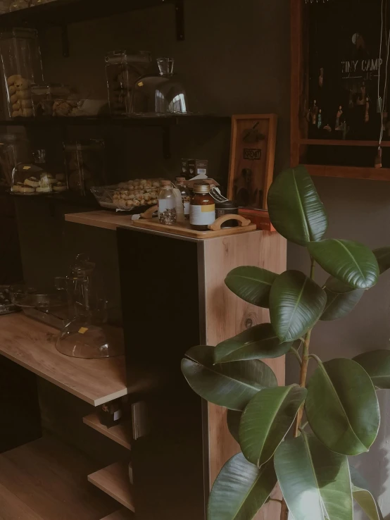 plants on wooden table beside shelves and cupboards