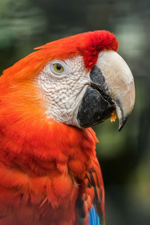 the large parrot is red and blue and white