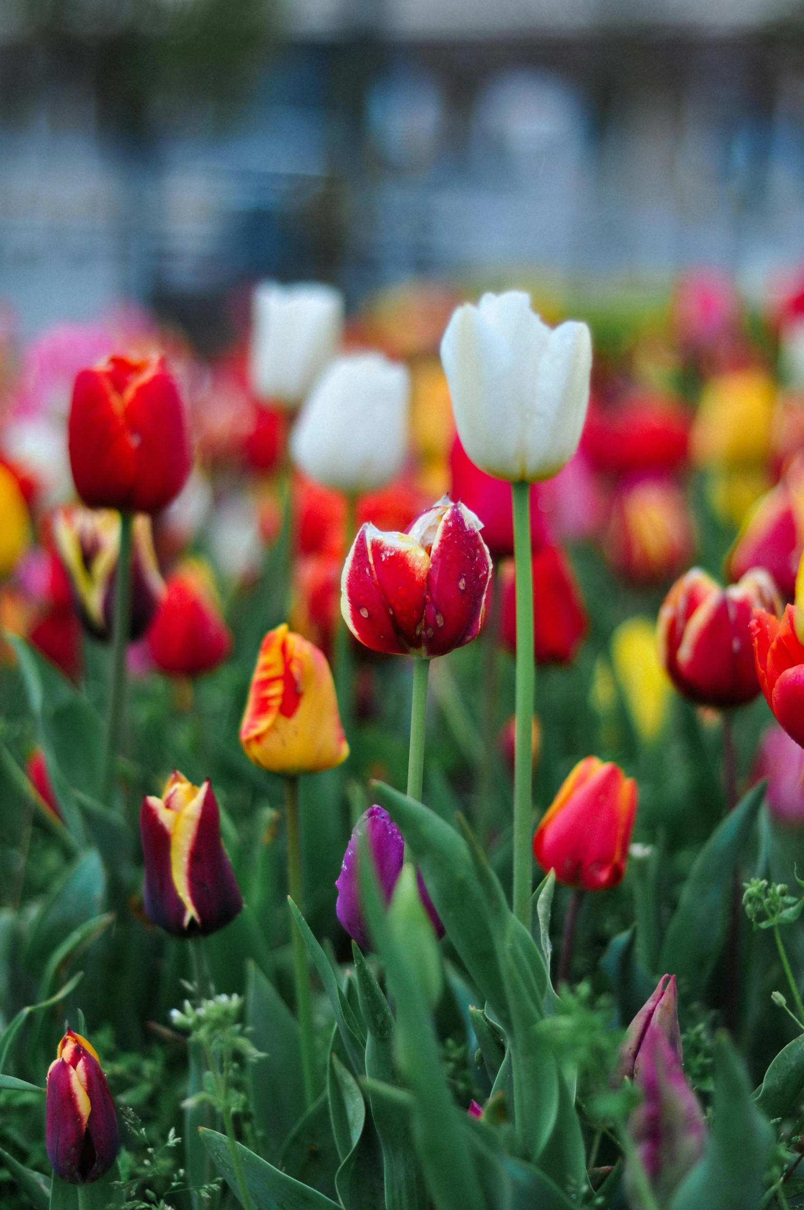 several different colored flowers are growing together