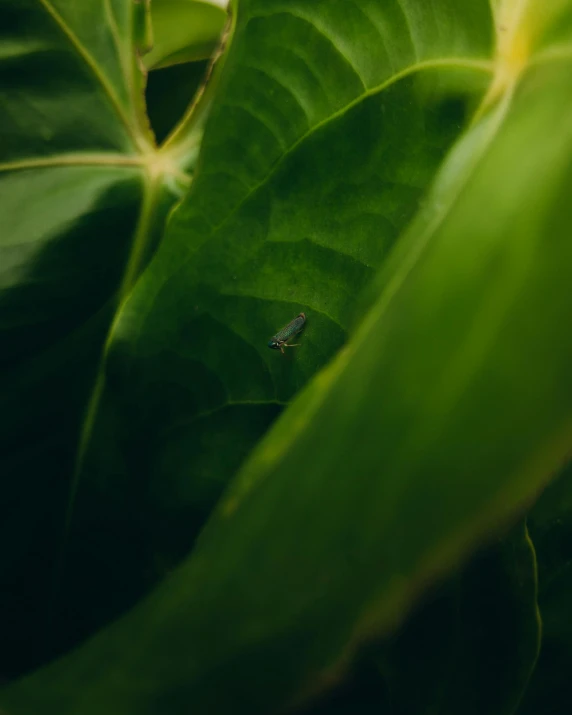 small bug on a green leaf in the jungle