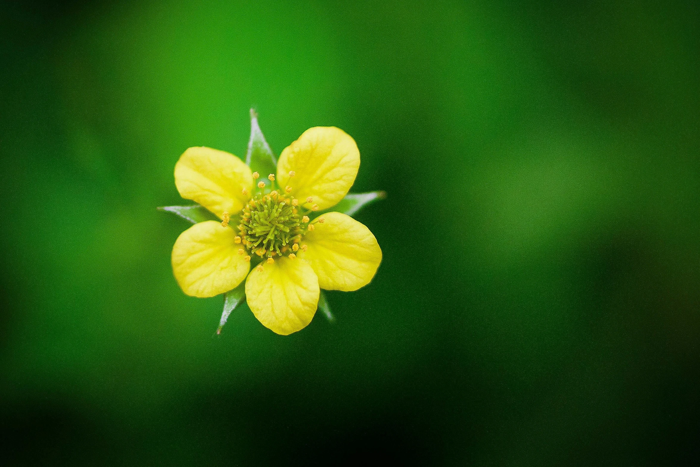 a small yellow flower on a green surface