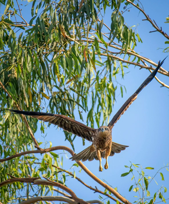 an eagle that is sitting on a tree nch