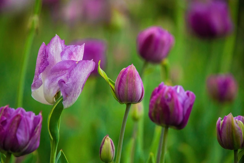 pink and white flowers in the middle of green grass