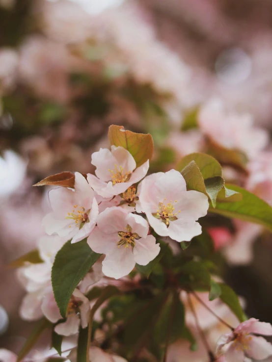 the blossoms of the tree are white and pink