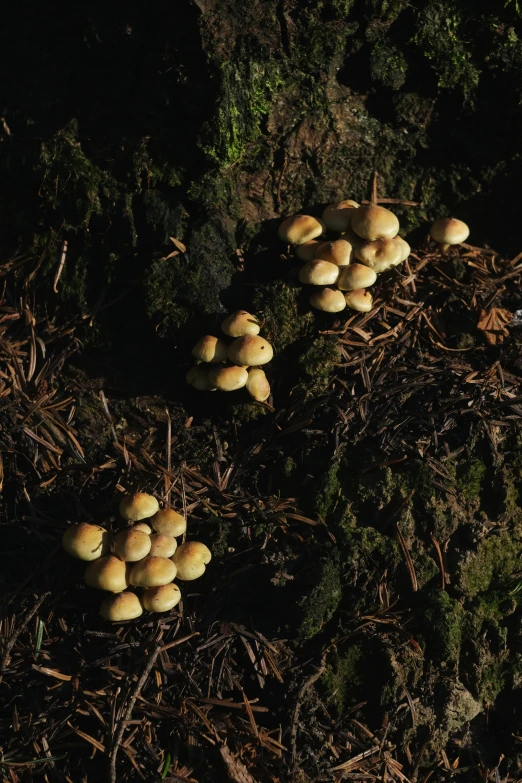 some small white mushrooms are on the ground