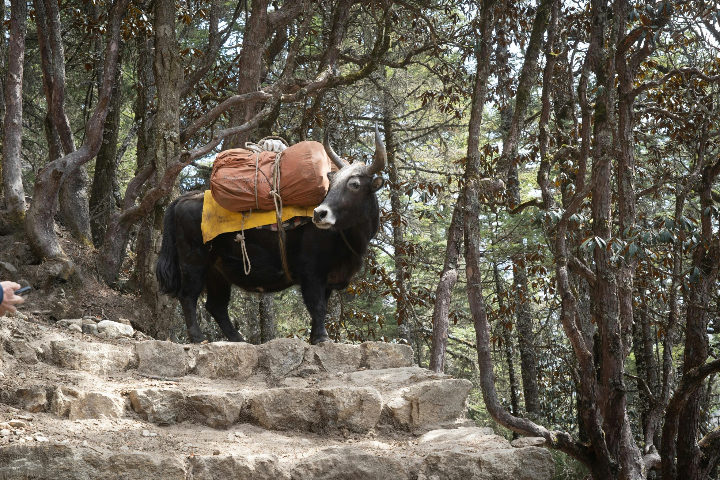 a large bull standing on top of a pile of rocks