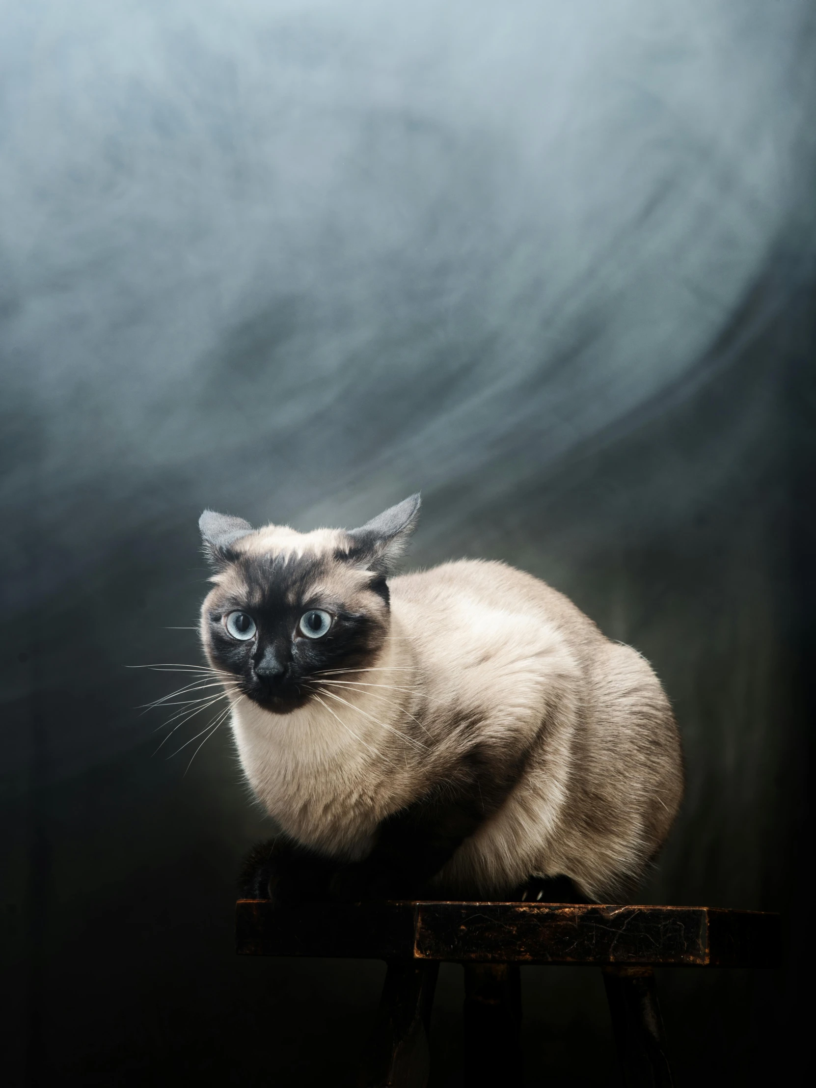 a siamese cat in the light of a studio