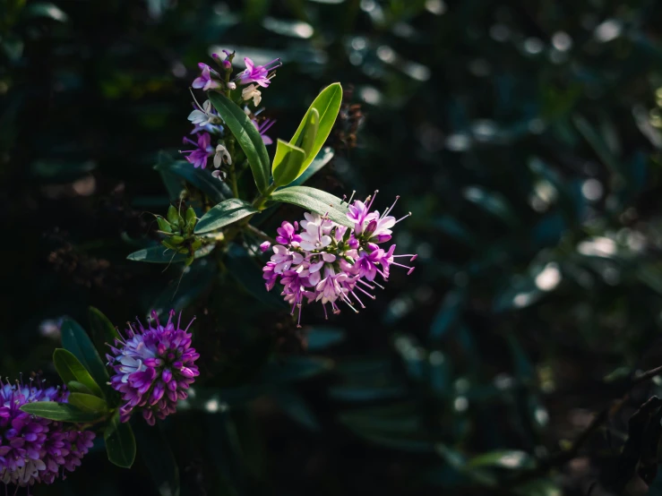 there is a purple and white flower on the tree nch