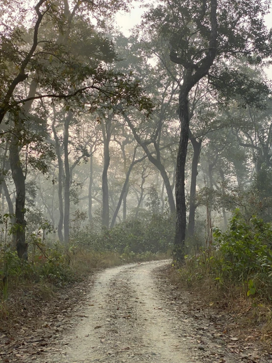 a path between two trees with a person walking on the far side