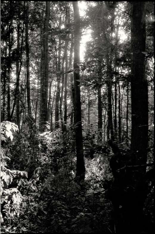 an old po taken in the woods showing some trees and rocks