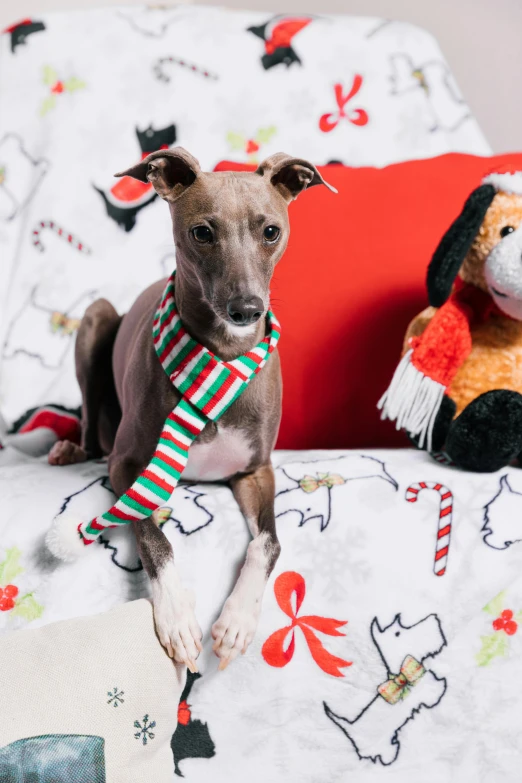 a brown dog sitting on top of a bed next to a stuffed animal