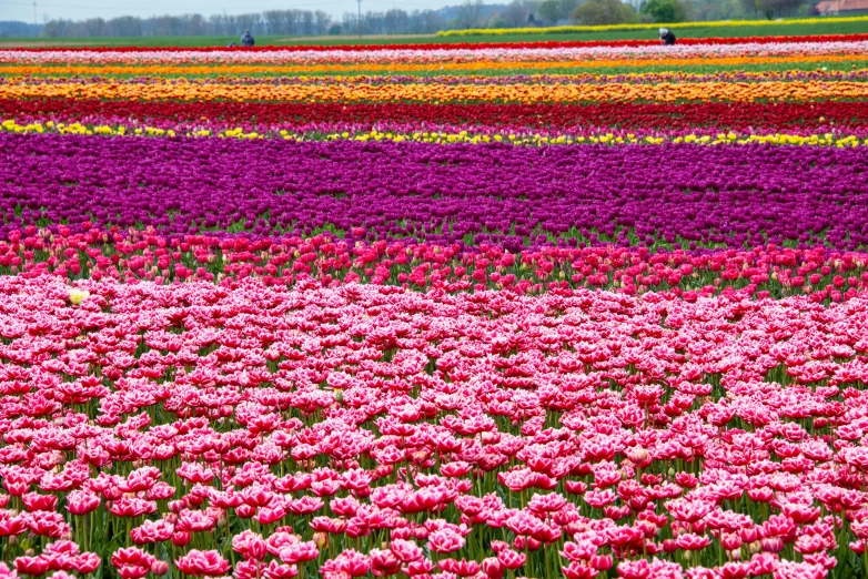 a colorful field of flowers with people walking in it