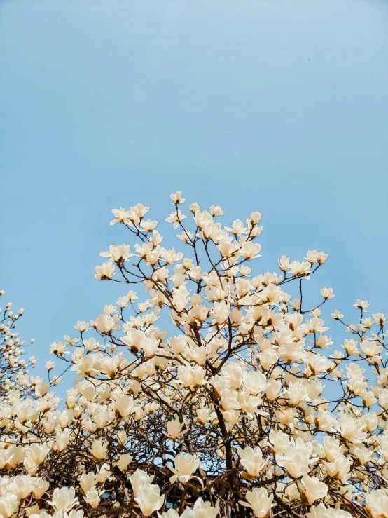 a tree has white flowers with a blue sky in the background