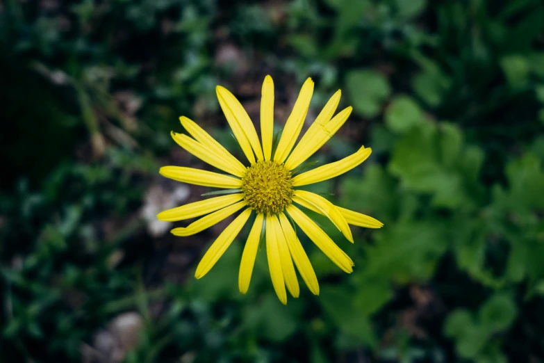 a yellow flower that is in the grass