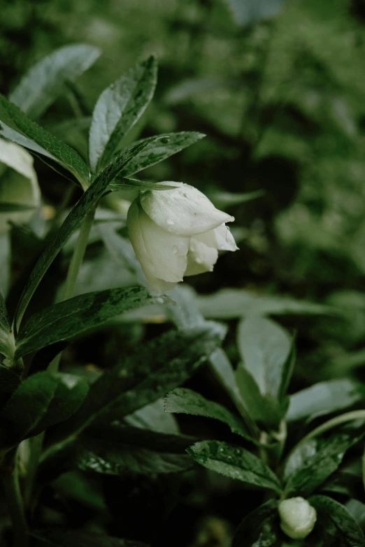 small white flowers and leaves in the rain