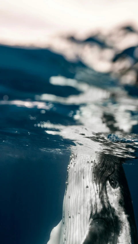 a picture of a whale swimming in the water