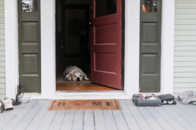 a dog hiding in the entrance door of a home