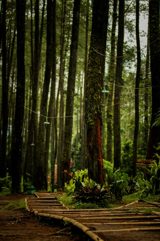 a path in a tropical forest next to a tall tree