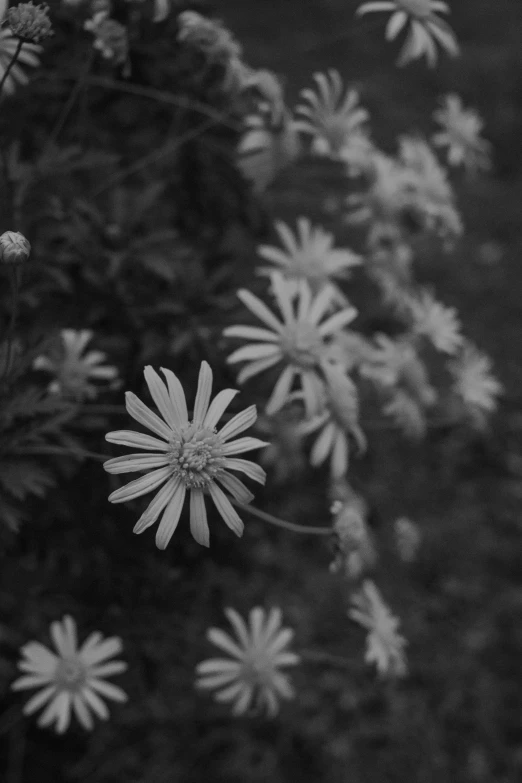 white and red flower on black background in the sun