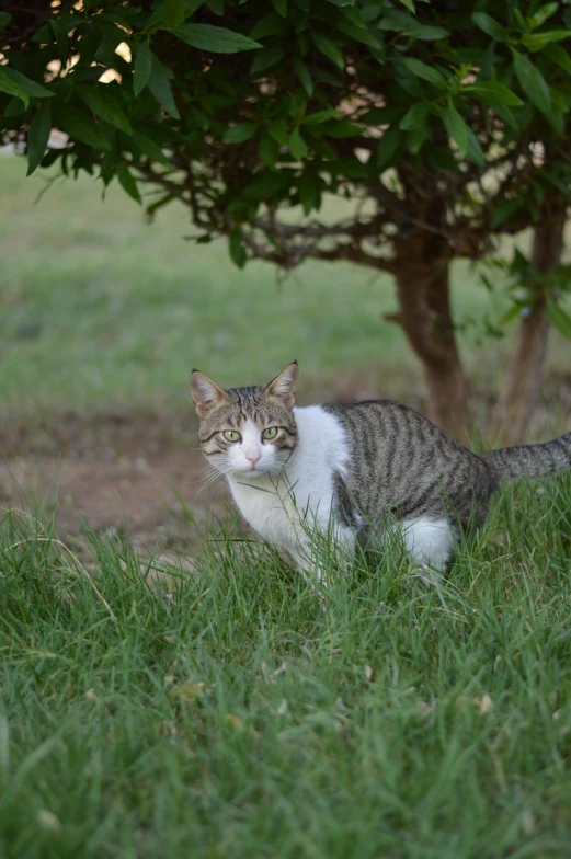 a cat is standing in the grass by a tree