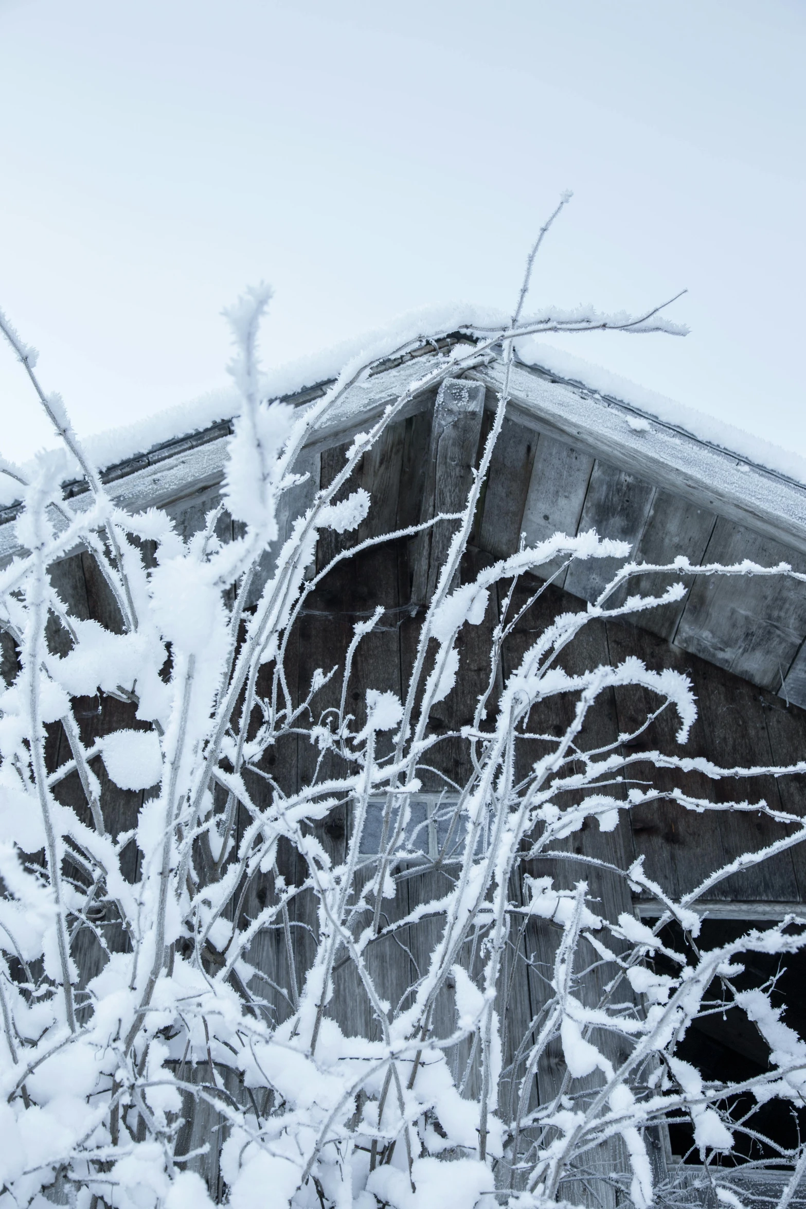 nches are seen covered in thick white snow