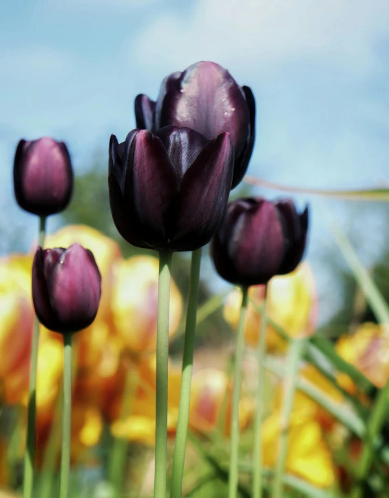 many purple flowers are in the background as a sky background