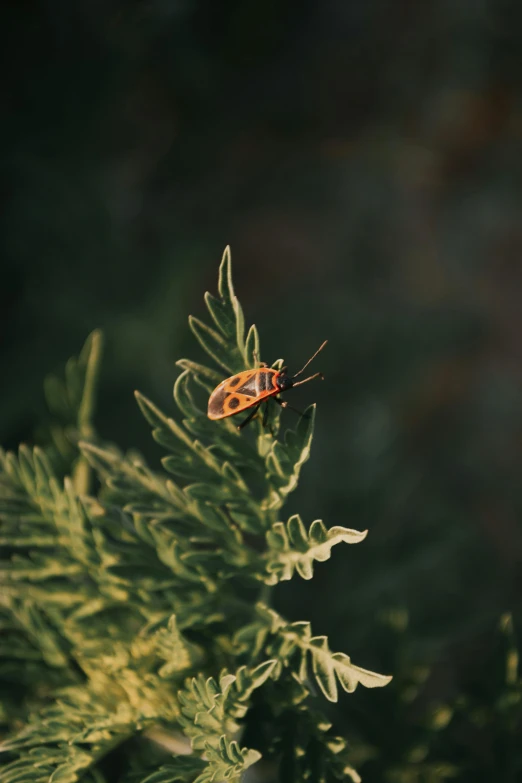 a bug that is sitting on some green plants