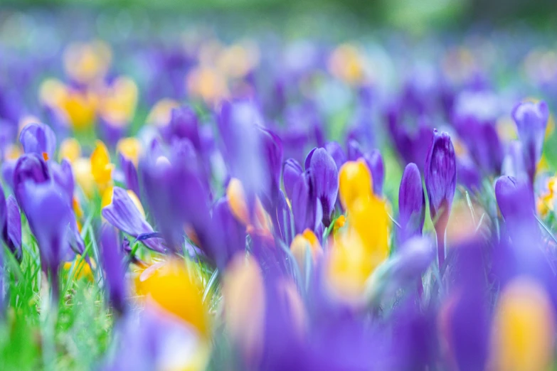 an array of flowers with blue and yellow petals