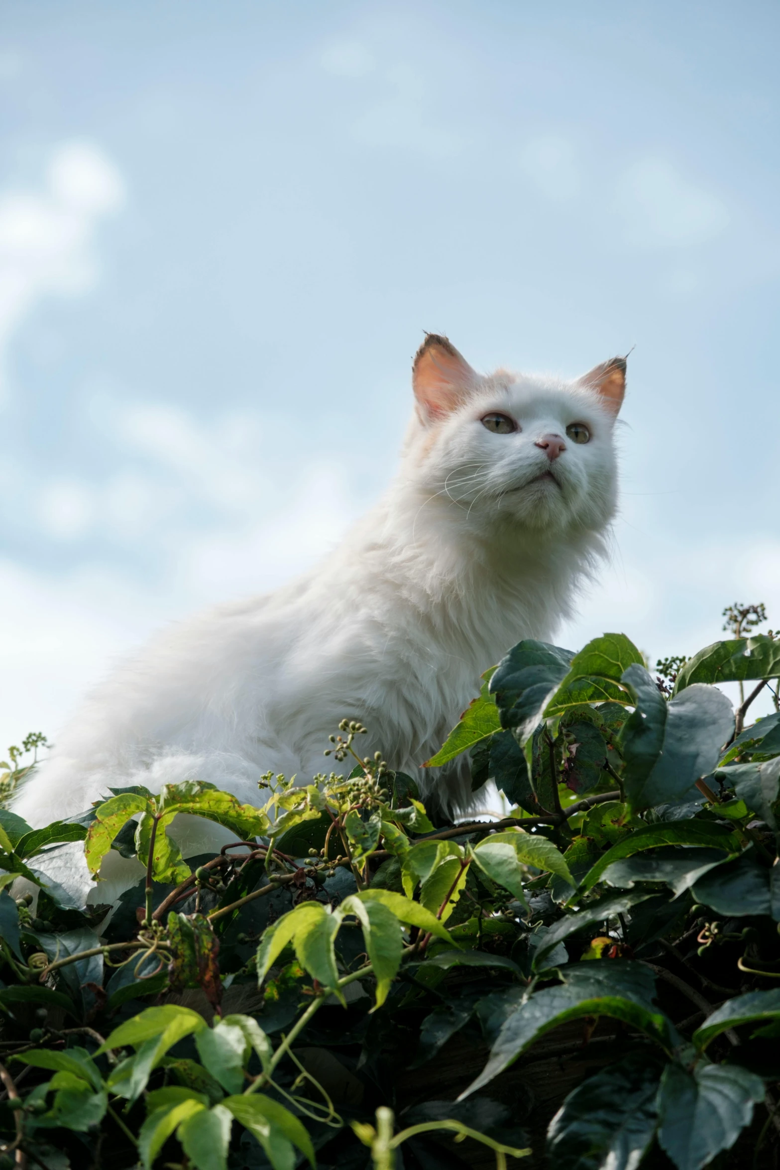 a cat sitting on top of green vegetation looking into the camera