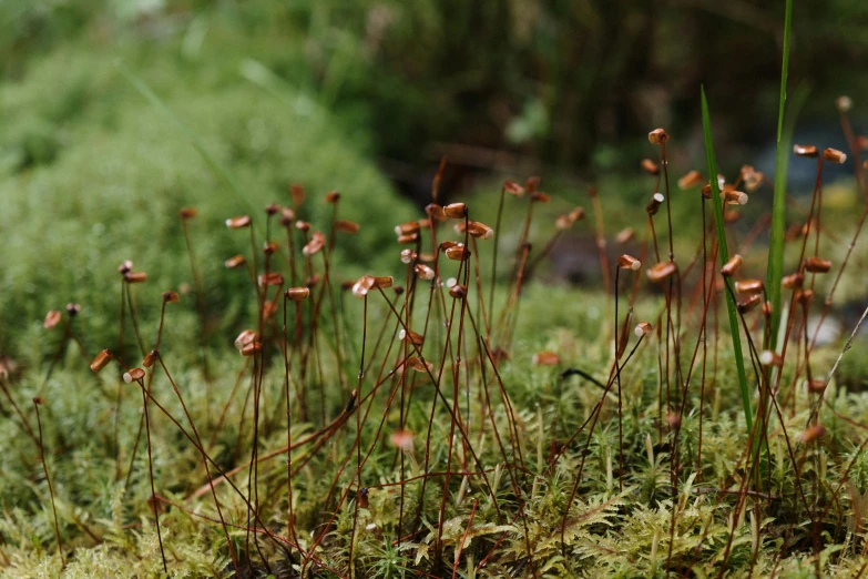 closeup image of tiny pink flowers in a patch of moss