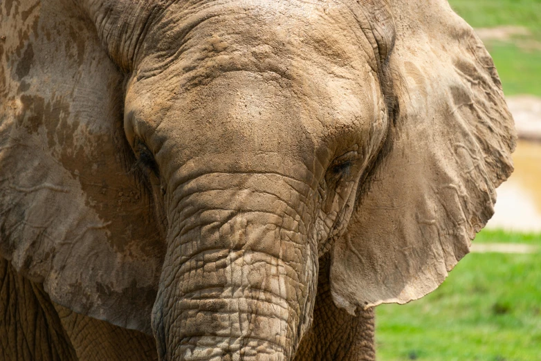 an elephant with very large tusks standing in the grass