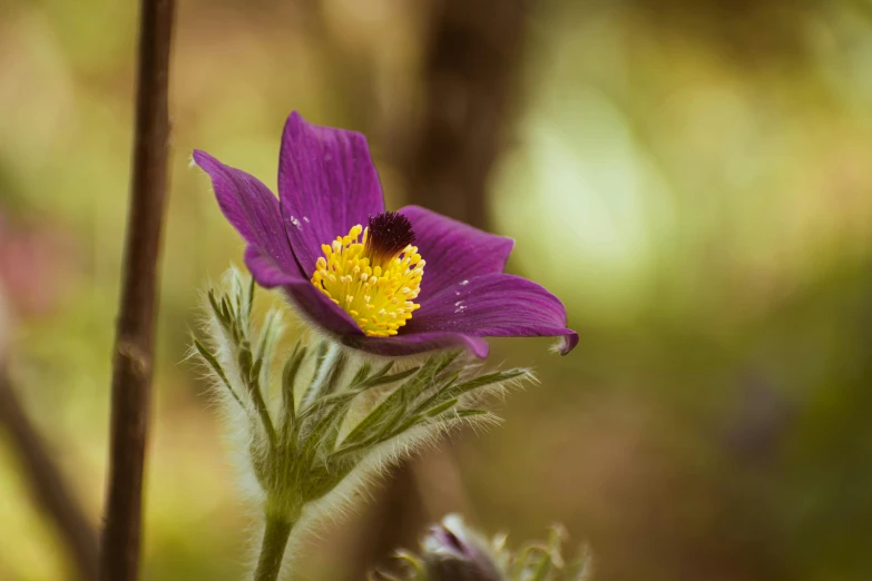a purple flower with a yellow center sits in the woods