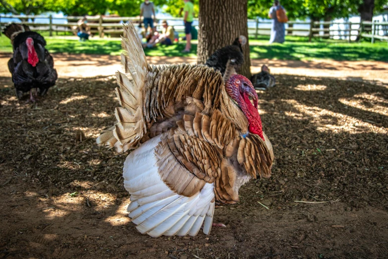 a turkey is standing in the dirt under trees