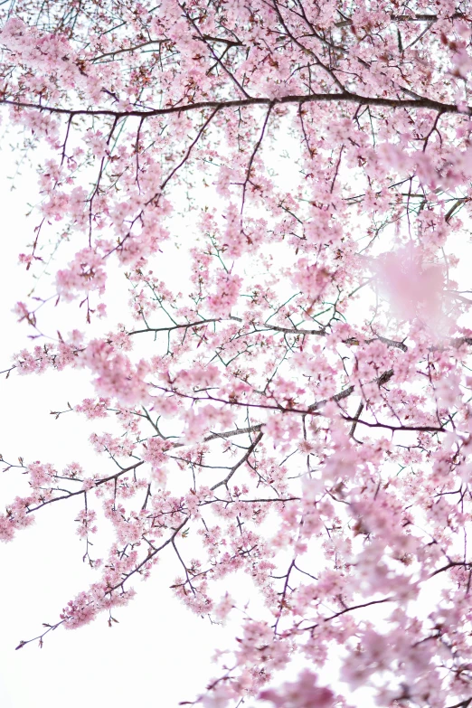 a view of an orange cat sitting under a cherry blossom tree