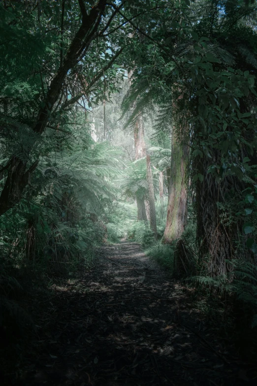 a pathway with trees and leaves in the middle