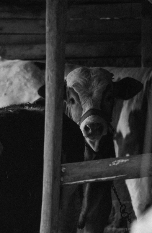 a black and white po of a cow peeking from underneath a fence