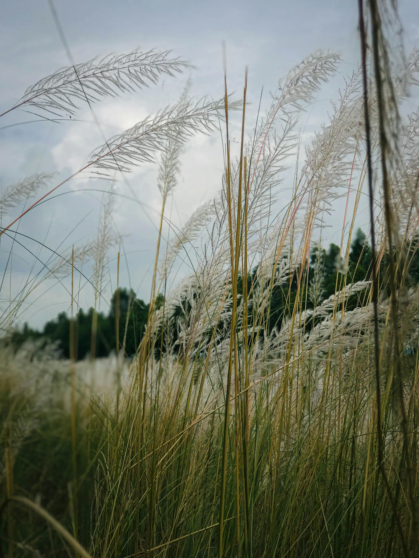 grass on the ground blowing in the wind