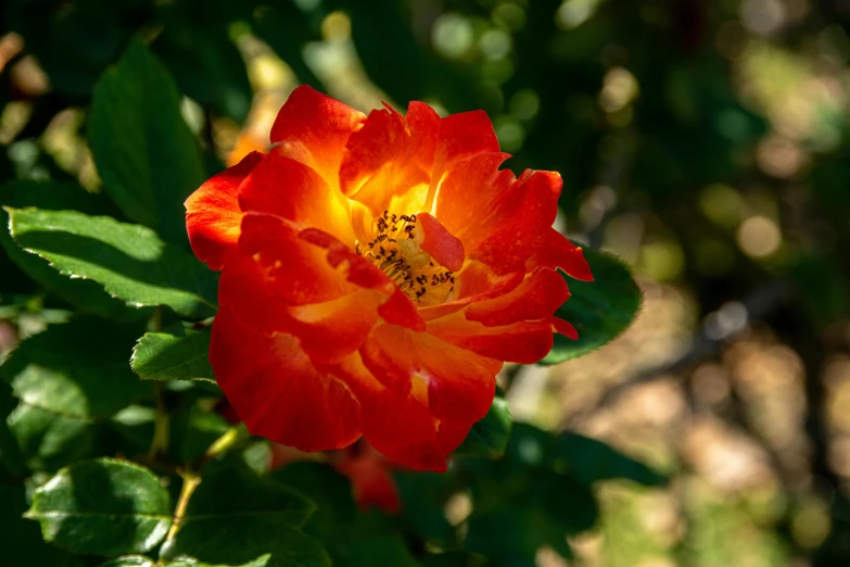 a red and orange flower with green leaves