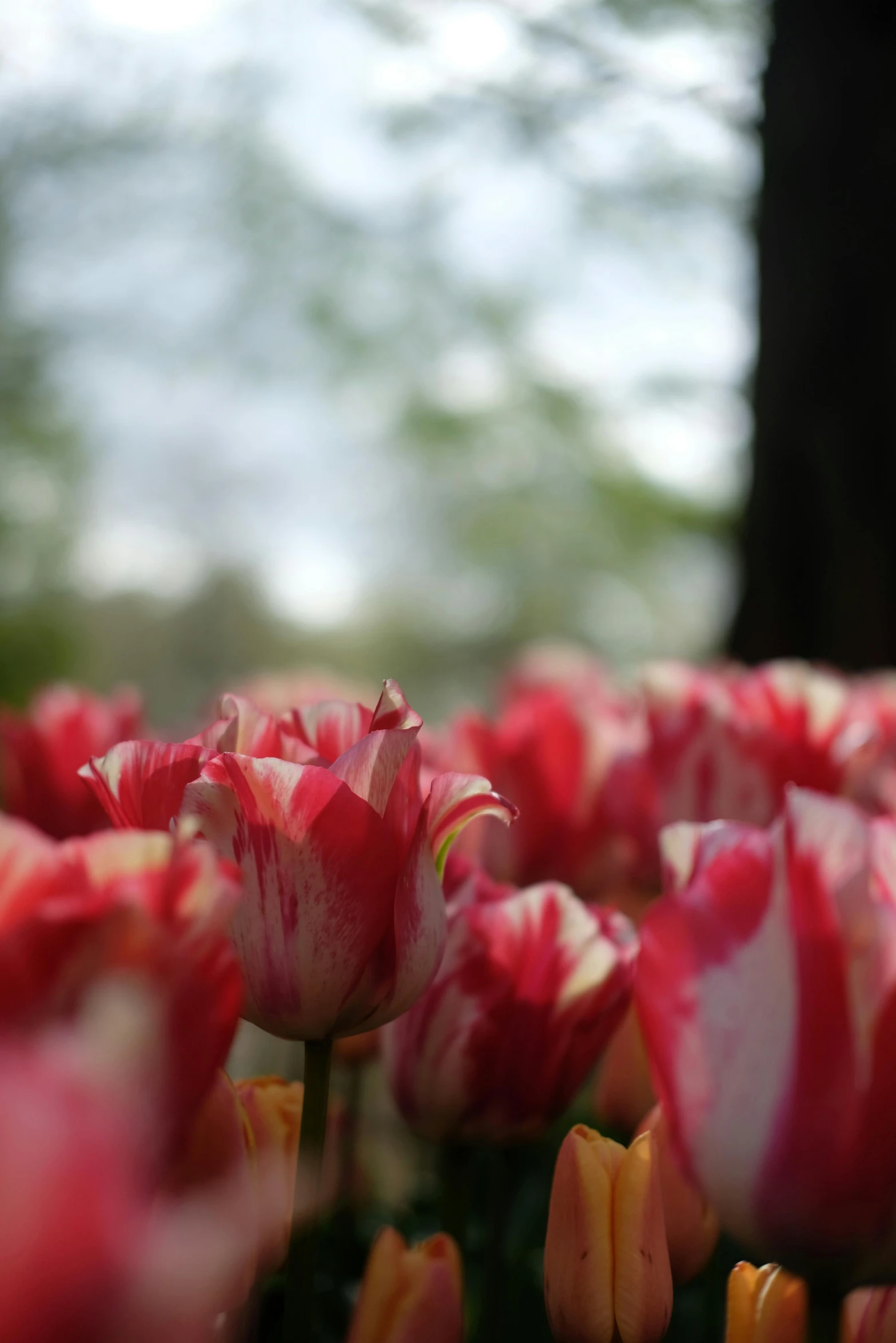 this is an image of many beautiful tulips blooming in the field