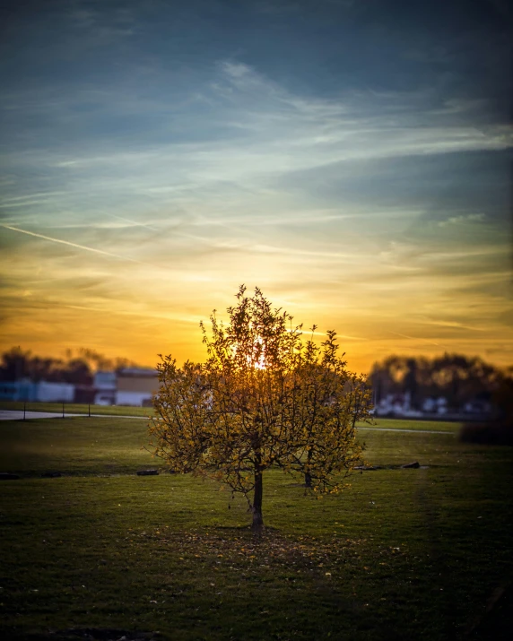 a lone tree in an empty field as the sun sets