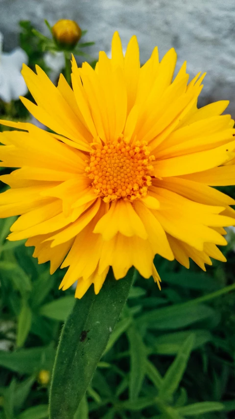 a close up of a yellow flower with a lot of green leaves