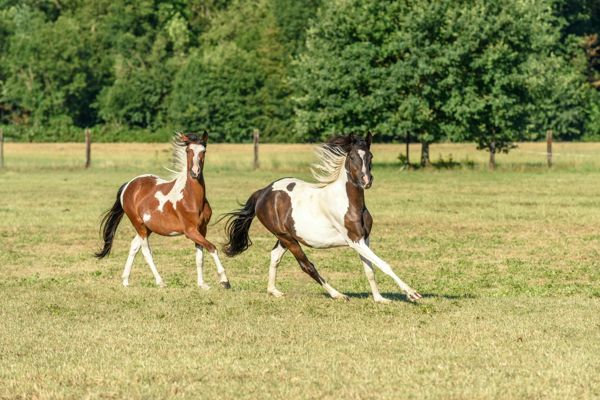 two horses running around in the open field